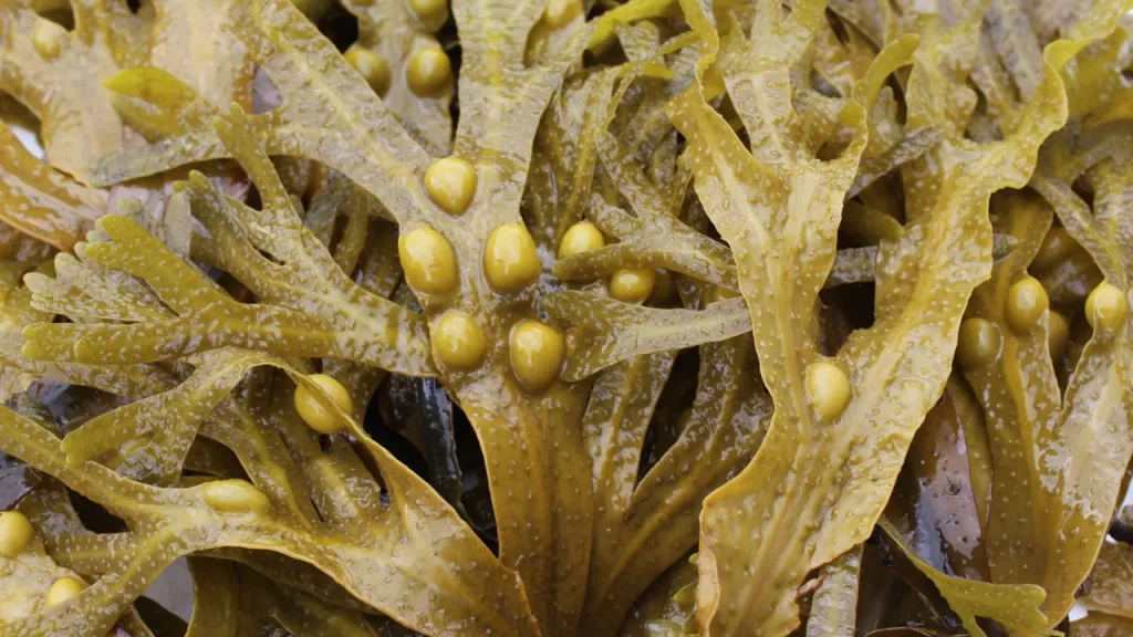 جلبک دریایی و کاربرد های آن