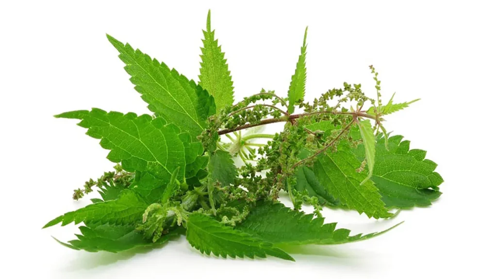 ترکیبات گیاه گزنه