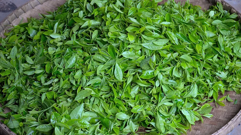 گیاه سدر و تاثیرات آن بر روی مو سر