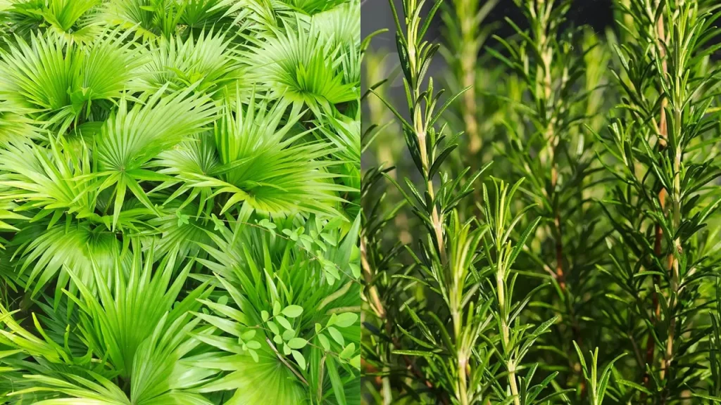 ترکیب نخل اره ای و رزماری