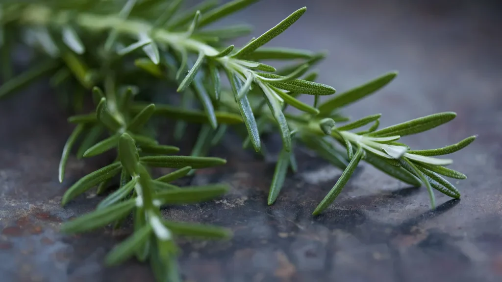 رزماری، محرک رشد مو