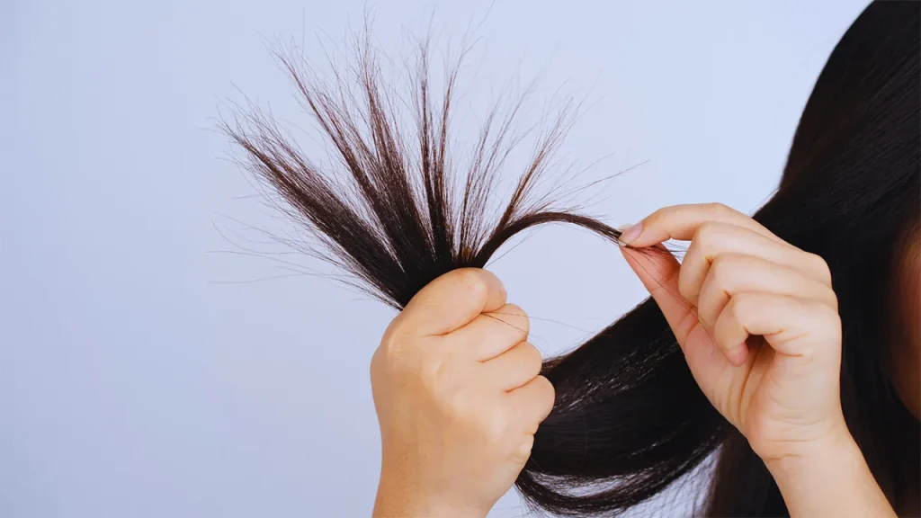 موخوره تک شاخه ای